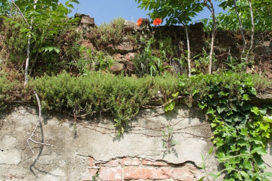 Anfiteatro romani di Milano - un muro fiorito